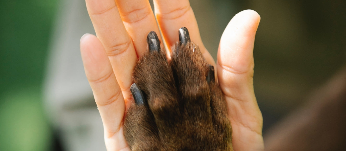 A human hand and a dogs paw are pressed together, palm to paw, showing a close comparison of their size and shape.
