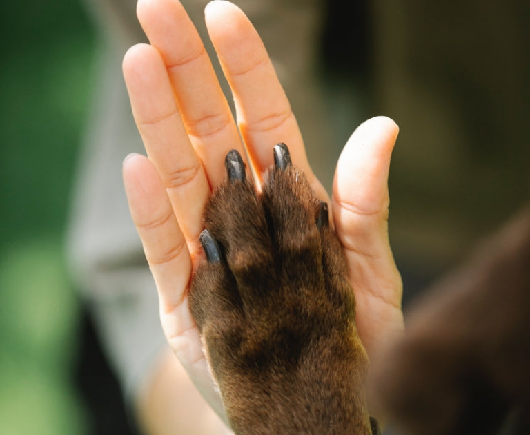 A human hand and a brown dog’s paw are touching, palm to paw, in a gesture of connection and friendship. The background is softly blurred.